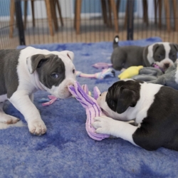 KONG Cuteseas Octopus & American Bully hvalpe på 7 uger