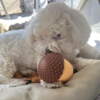 Coton de Tulear hunden Sally er vild med hoppler
