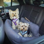 Ollipet XL Comfort Autosæde | Til 2 små hunde